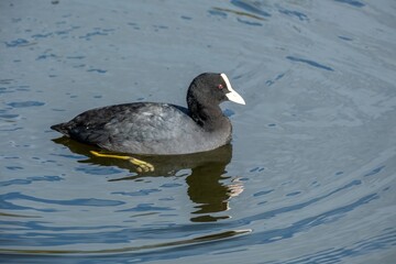 Waterbird Gallinula chloropus on the water