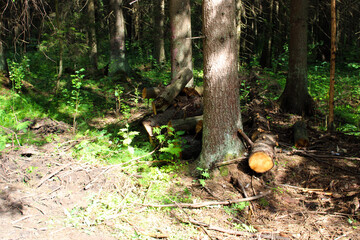Felled and sawn trees in the forest.