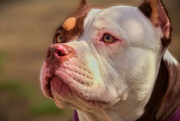 Portrait of a friendly American Bully female