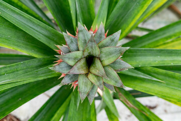 Azores, Pineapple fruit in a traditional Azorean greenhouse plantation at Sao Miguel Island