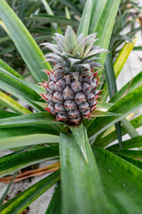 Azores, Pineapple fruit in a traditional Azorean greenhouse plantation at Sao Miguel Island - 765520751