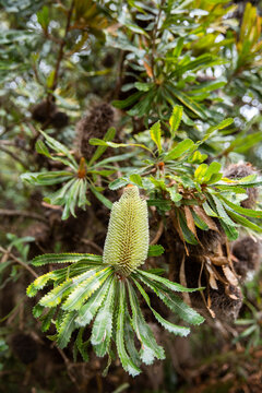 green banksia flower in a plant with dried banksia flowers