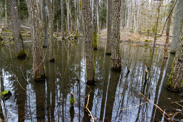 Trees standing in the water of a swamp