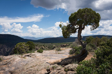 Einzelner Baum in karger Landschaft