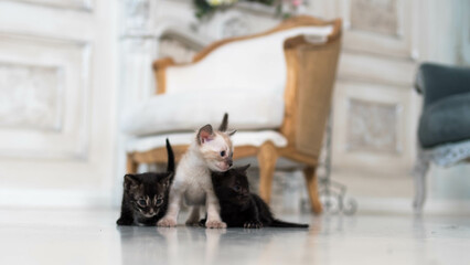 three small Bengal kittens of different colors in a room against the background of a home interior