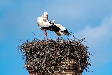stork in a nest on an old brick chimney