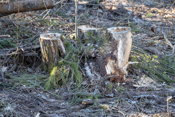 A tree stump at a felling site in the forest. Forest clearing. Wood harvesting.