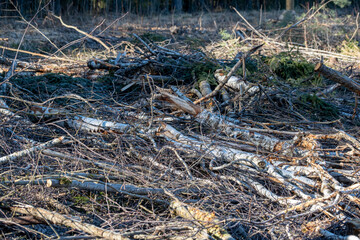 Deforestation, a large clearing area in a forest