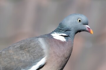 dove on a wall in the sun