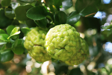 Fototapeta premium Kaffir lime fruit on the tree. Kaffir lime has medicinal value and nutritional value.