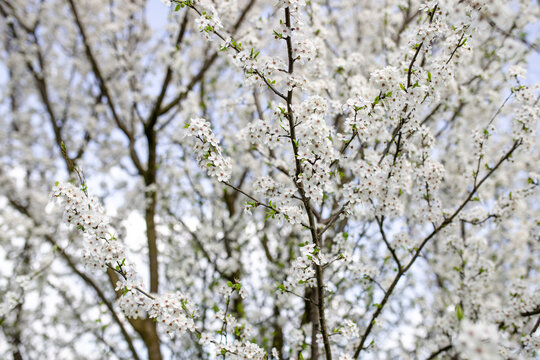spring flowering of flowers on a tree, white flowers on the branches