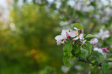 cherry blossoms close-up. spring background. copy space