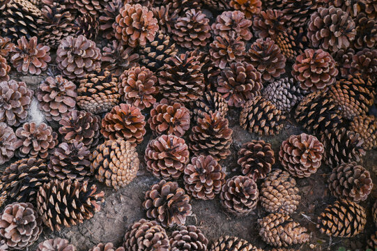 There are a lot of pine cones on the ground. textured background