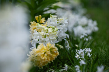 hiacynty, wiosenna rabata z kwiatami hiacynta i białą cebulica syberyjska (Scilla siberica)	