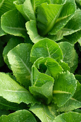 fresh green Head Lettuce close up