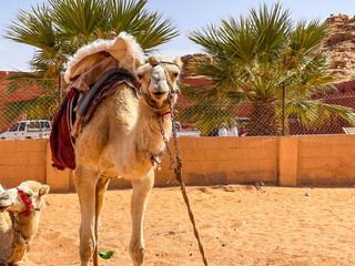 Tied camel in the desert next to palm trees. No people. Desert life