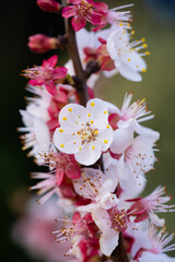 Plum tree with blooming branches in spring