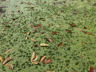 Germination stage of Ruffled Water Lettuce lead to the formation of invasive aquatic plants polluting fresh-water lake.