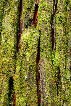Pine (conifer) tree trunk native to Tasmania covered in moss