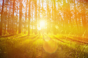 Amazing Sunset Sunrise Sun Sunshine In Sunny Summer Coniferous Forest. Sunlight Sunbeams Through...