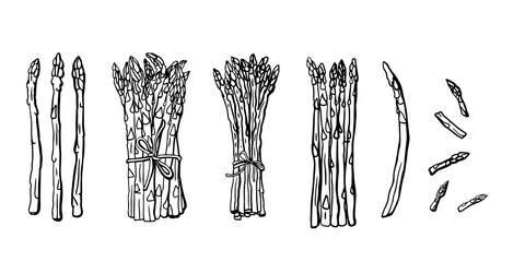 Naklejka premium Hand drawn vector realistic set of Asparagus on a white background. Ink sketch. Single, bundle, and composition. Collection of black and white vegetables. 