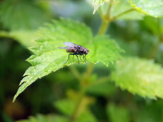 Fly on leaf