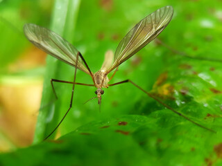 Cranefly on leaf