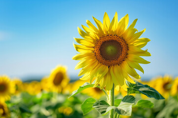 Close-up view of a sunflower in a sunflower farm on a bright, sunny summer day.