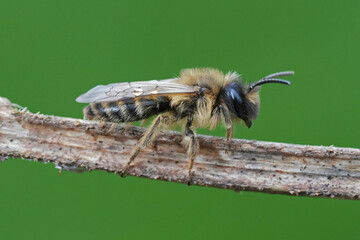 Closeup on a male YEllow-legged mining bee, Andrena flavipes on a small twig against green background