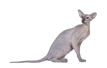 Blue point Peterbald cat, sitting up side ways. Looking over shoulder away from camera. Isolated cutout on a transparent background.