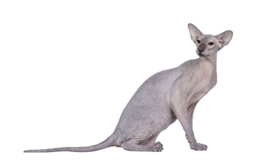 Blue point Peterbald cat, sitting up side ways. Looking over shoulder away from camera. Isolated cutout on a transparent background.