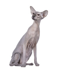 Blue point Peterbald cat, sitting up side ways. Looking to the side away from camera. Isolated cutout on a transparent background.