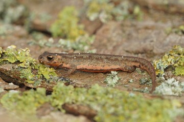 Closeup on a juvenile of the northern banded newt, Ommatotriton ophryticus, sitting on wood