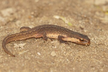 Closeup on a sub-adult European smooth newt, Lissotriton vulgaris on wood