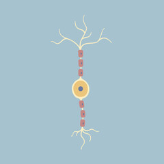 Human Brain bipolar neuron nerve cell. Synapses, myelin sheat, cell body, nucleus, axon and dendrites. Neurology, vector illustration cartoon flat design clip art