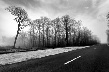 Departmental road 921 in Orléans forest