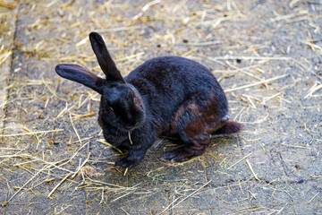 Close-up of old black rabbit standing on concrete ground covered with straw at Swiss City of Zürich. Photo taken March 21st, 2024, Zurich, Switzerland.