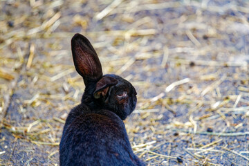Close-up of old black rabbit standing on concrete ground covered with straw at Swiss City of Zürich. Photo taken March 21st, 2024, Zurich, Switzerland.