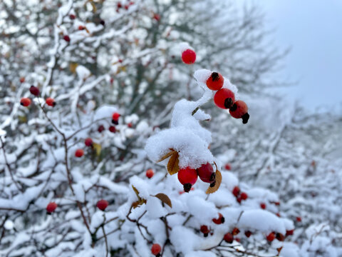 Winter landscape near Radobyl hill, Czech Republic