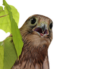 Portrait. A falcon with an open beak. On a white background. Isolate. kestrel.