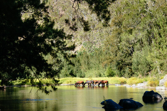 Wild brumbies drinking water from the Guy Fawkes River