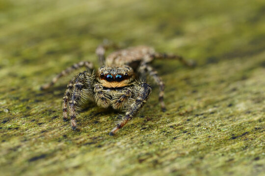 Closeup on a small European Fencepost jumping spider, Marpissa muscosa sitting on wood