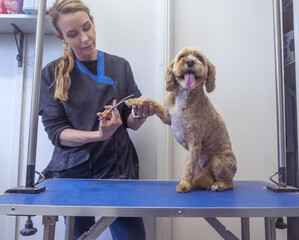 Dog grooming a cavoodle
