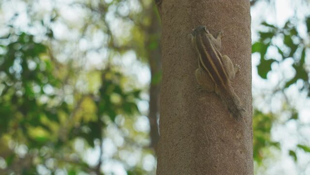 Indian palm squirrel feeding in tree. India. Indian palm squirrel or three-striped palm squirrel - Funambulus palmarum - is a species of rodent in the family Sciuridae found naturally in India (south