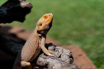 bearded dragon on ground with blur background