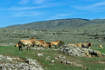 Obraz premium cheval de Przewalski, equus przewalski, site de reproduction, Causse Mejean, patrimoine mondial de l'UNESCO, Parc naturel régional des Grands Causses, Lozère, 48, France
