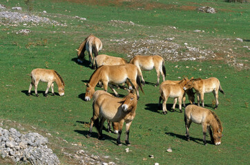 cheval de Przewalski, equus przewalski, site de reproduction, Causse Mejean, patrimoine mondial de l'UNESCO, Parc naturel régional des Grands Causses, Lozère, 48, France
