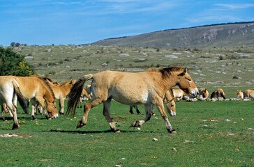 cheval de Przewalski, equus przewalski, site de reproduction, Causse Mejean, patrimoine mondial de l'UNESCO, Parc naturel régional des Grands Causses, Lozère, 48, France