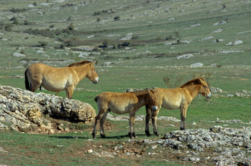 cheval de Przewalski, equus przewalski, site de reproduction, Causse Mejean, patrimoine mondial de l'UNESCO, Parc naturel régional des Grands Causses, Lozère, 48, France