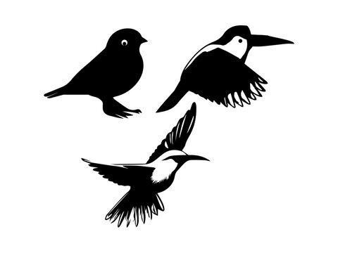 Birds silhouettes collection,Hand drawn animals silhouette set,Set of birds black vector, isolated,
